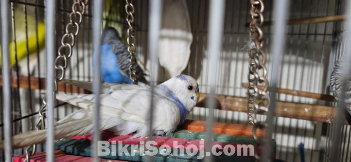 বাজরিগার পাখি মোট ৫টি